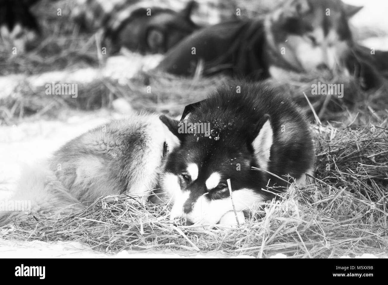 Bella alaska cani husky in appoggio durante uno sled dog race. Lunga distanza Sled Dog Race in Norvegia. Foto Stock