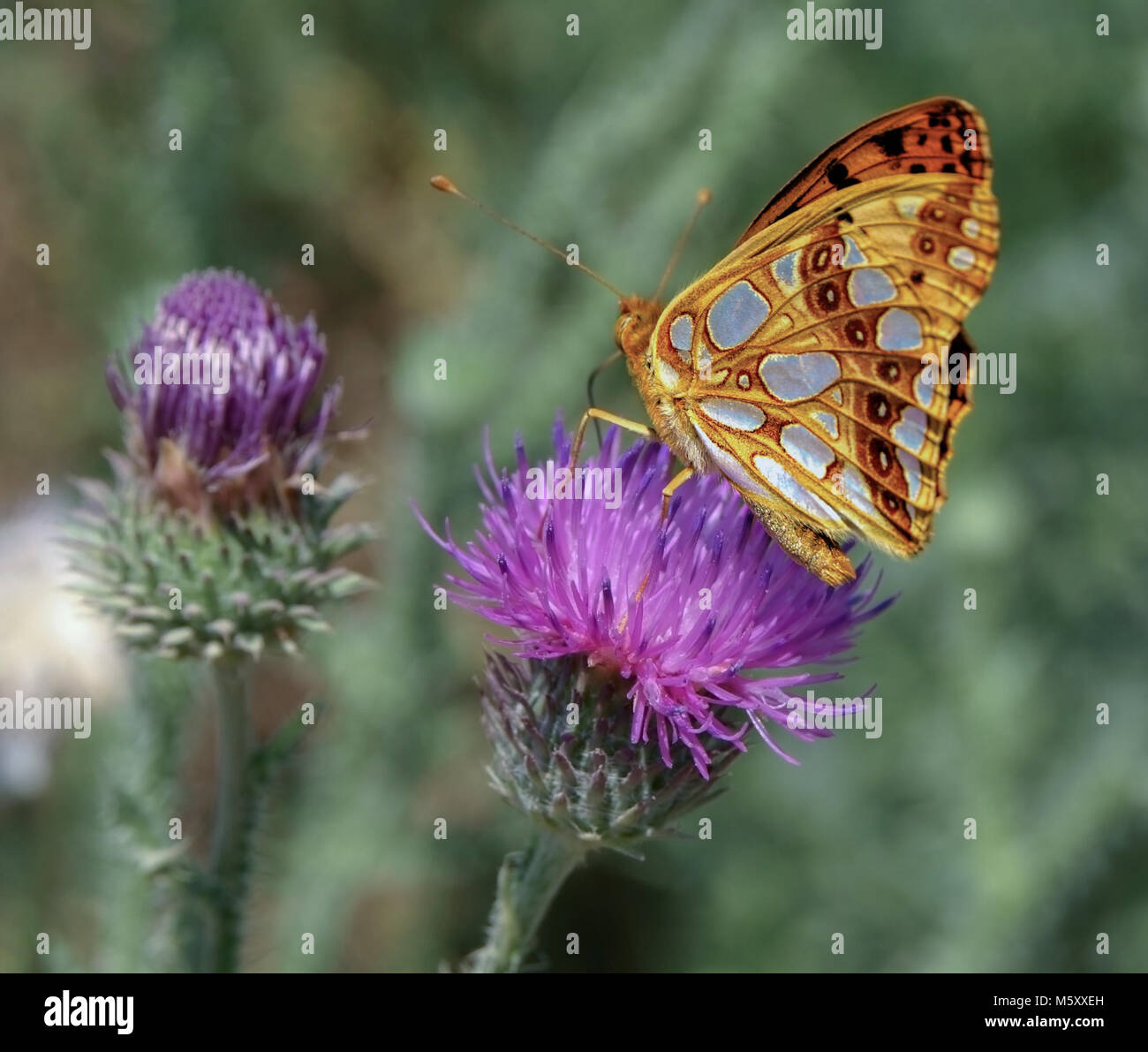 La regina di Spagna fritillary Foto Stock