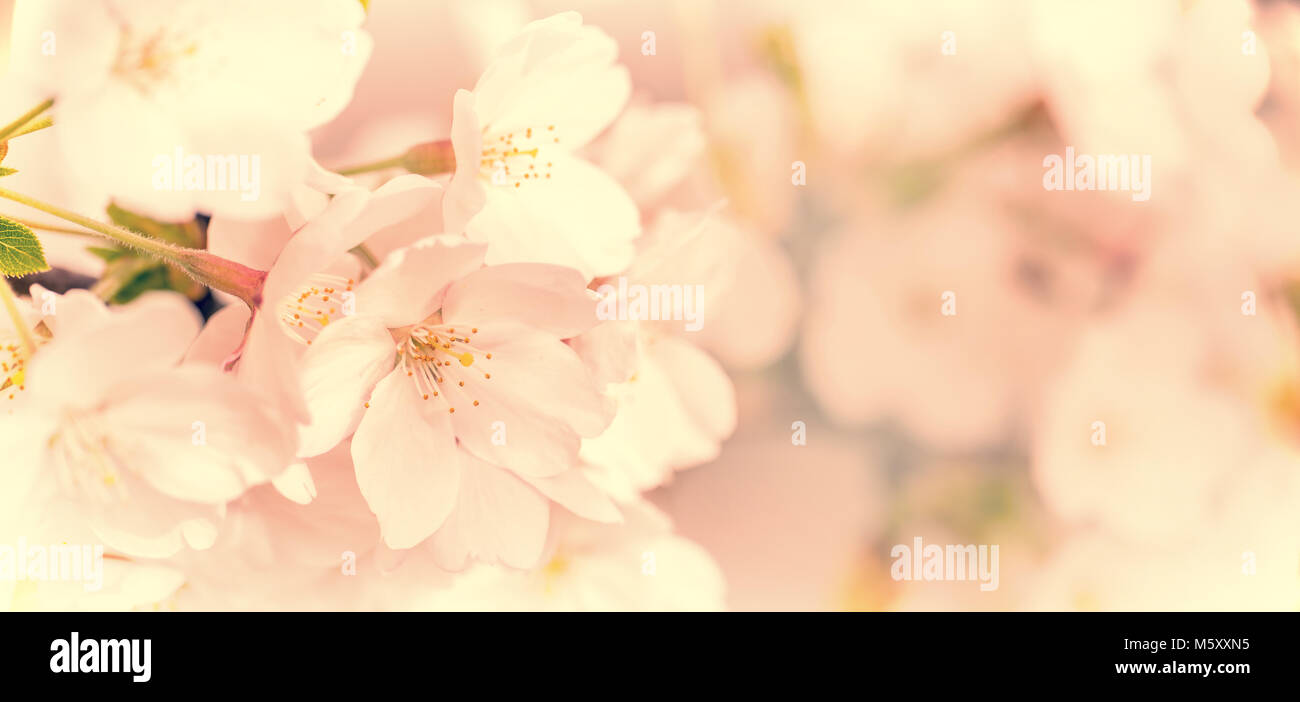 Cherry Tree blossom, fiore rosa vicino, panoramica concetto a molla Foto Stock