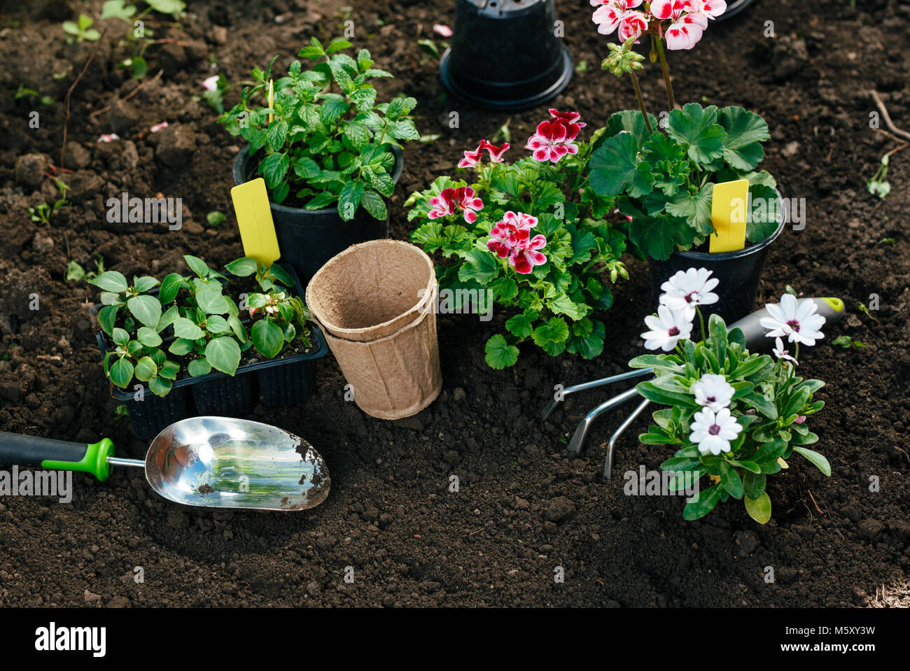 Fiori in vaso prima di piantare e alcuni strumenti a giardino estivo Foto Stock