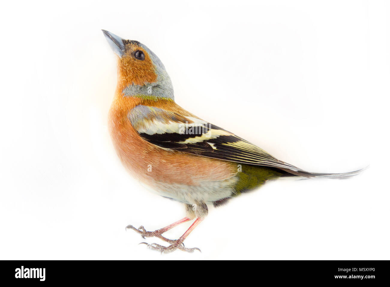 (Fringuello Fringilla coelebs) la maggior parte degli uccelli comuni d'Europa, foresta uccello, fringuelli, spessa becco, gli uccelli granivori - maschio in brillante piumaggio di allevamento su whi Foto Stock