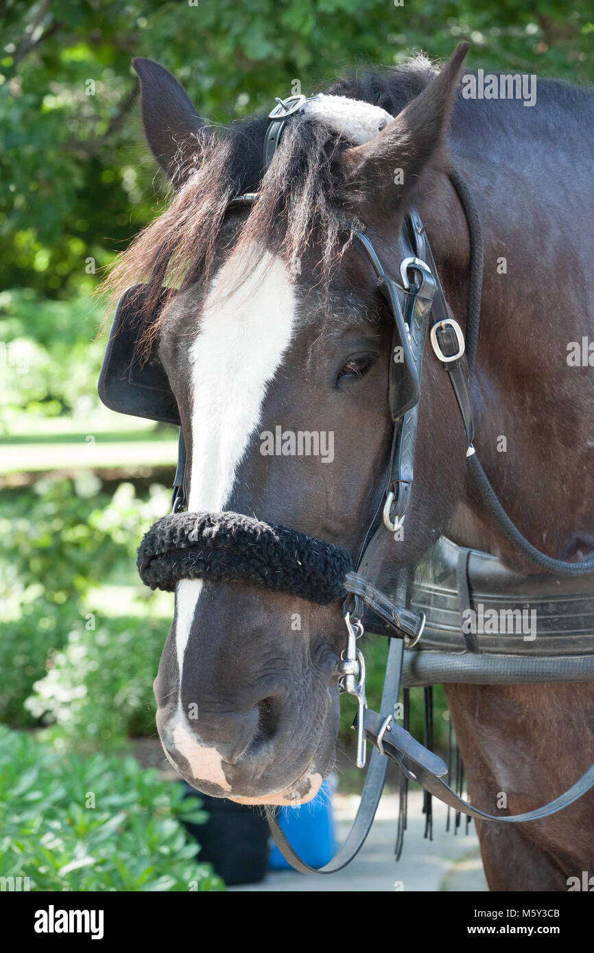 Chiudere fino a cavallo in stallo Foto Stock