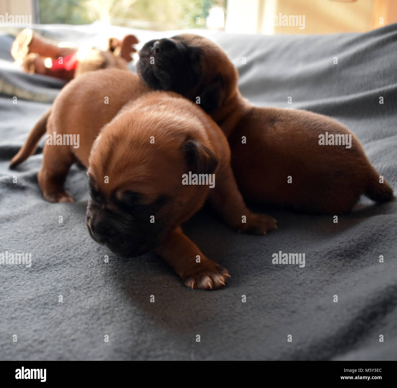 7 giorni cuccioli sono costantemente alla ricerca di qualche altra Foto Stock