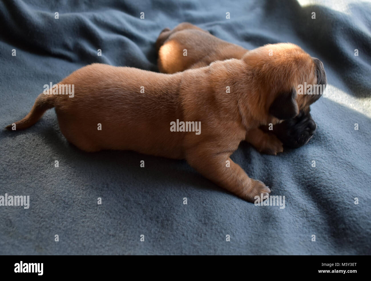 7 giorni cuccioli sono costantemente alla ricerca di qualche altra Foto Stock