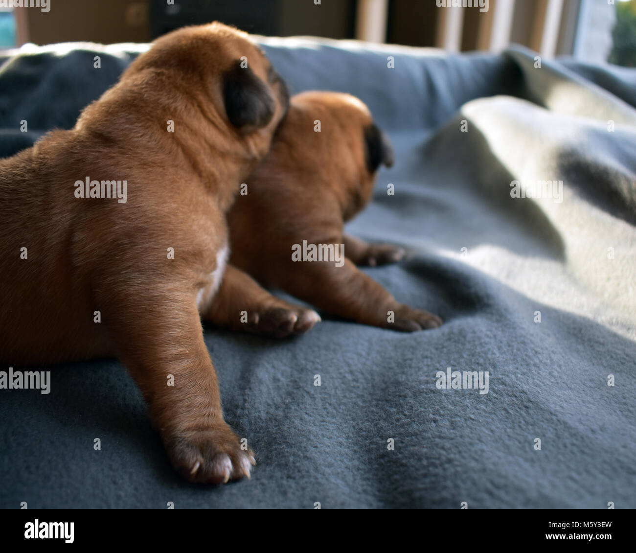 7 giorni cuccioli sono costantemente alla ricerca di qualche altra Foto Stock
