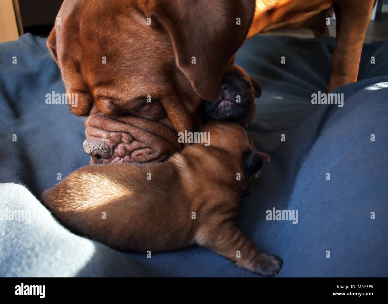 Un cane femmina non liscia sessione di pulizia con i suoi giovani cuccioli Foto Stock