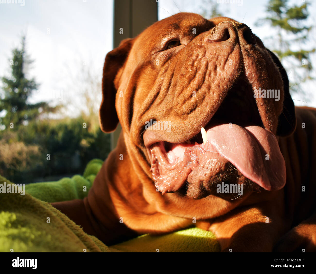 Questa femmina Dogue de Bordeaux alwas mostra la sua lingua. Foto Stock