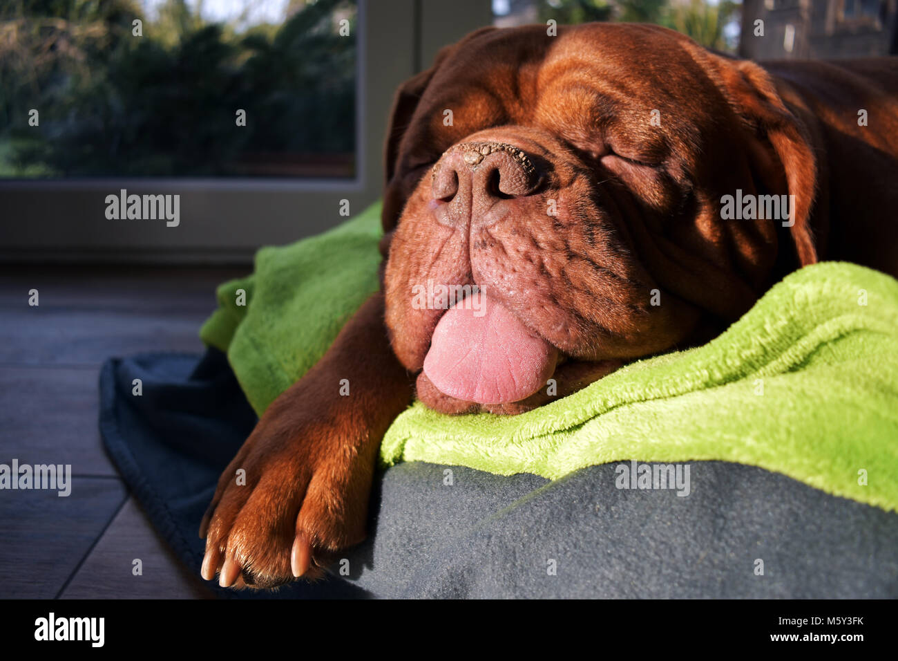 Questa femmina Dogue de Bordeaux può dormire senza pendere la sua pedina al di fuori del cestello e la sua lingua fuori della sua bocca Foto Stock