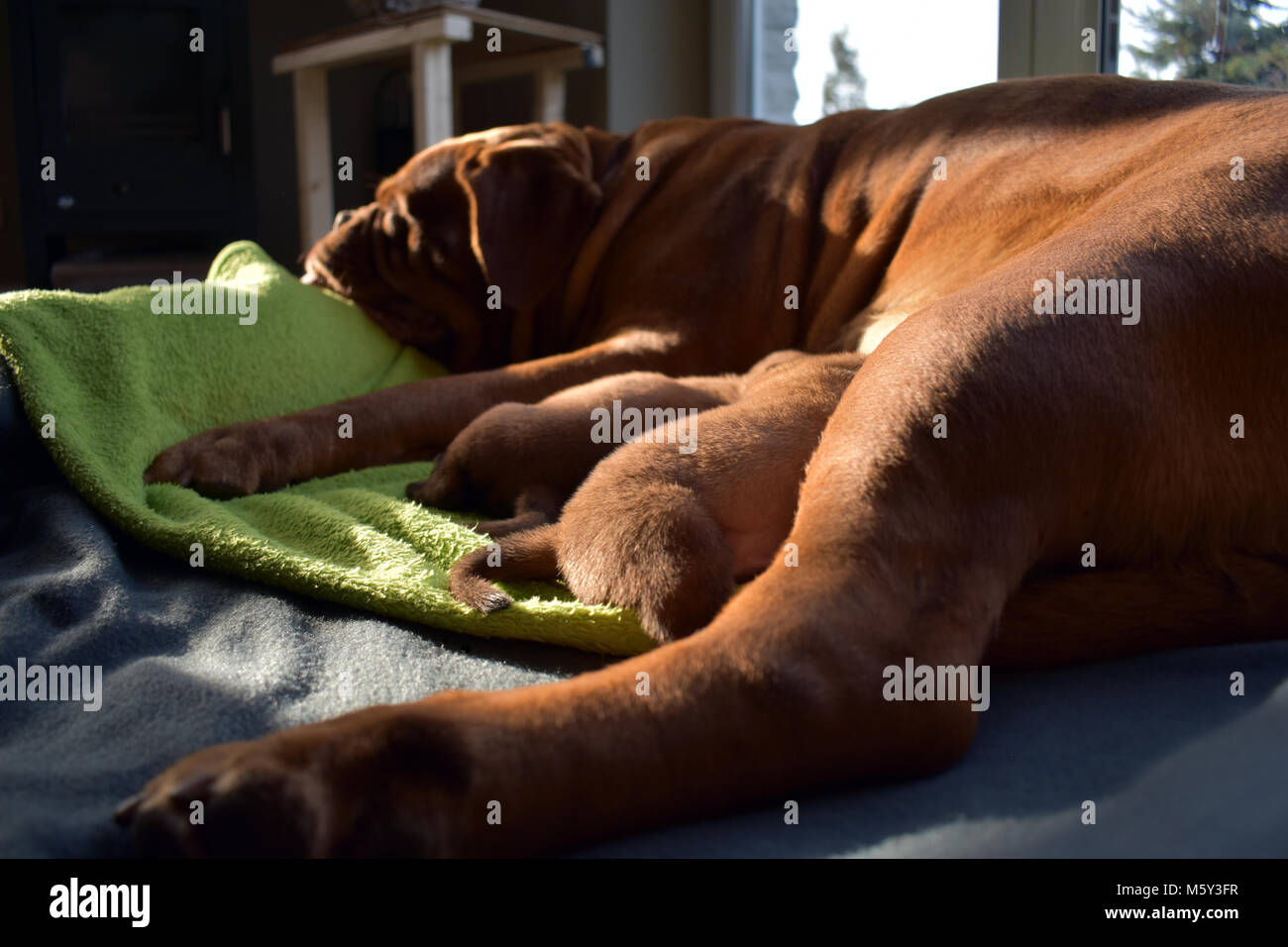 Sembra che questi piccoli cuccioli dolce cant essere alimentato fino Foto Stock