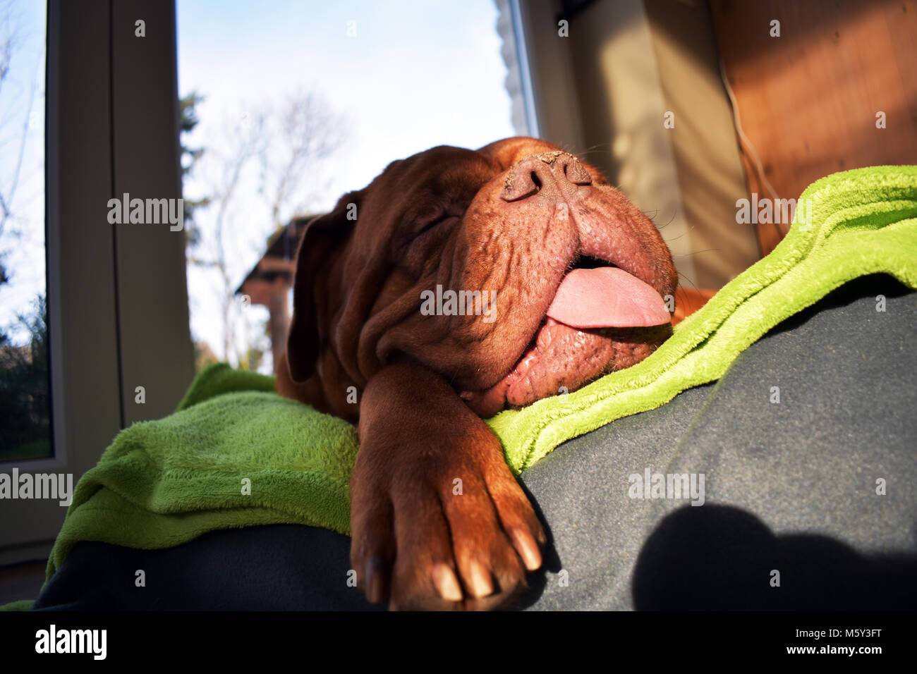 Questa femmina Dogue de Bordeaux può dormire senza pendere la sua pedina al di fuori del cestello e la sua lingua fuori della sua bocca Foto Stock