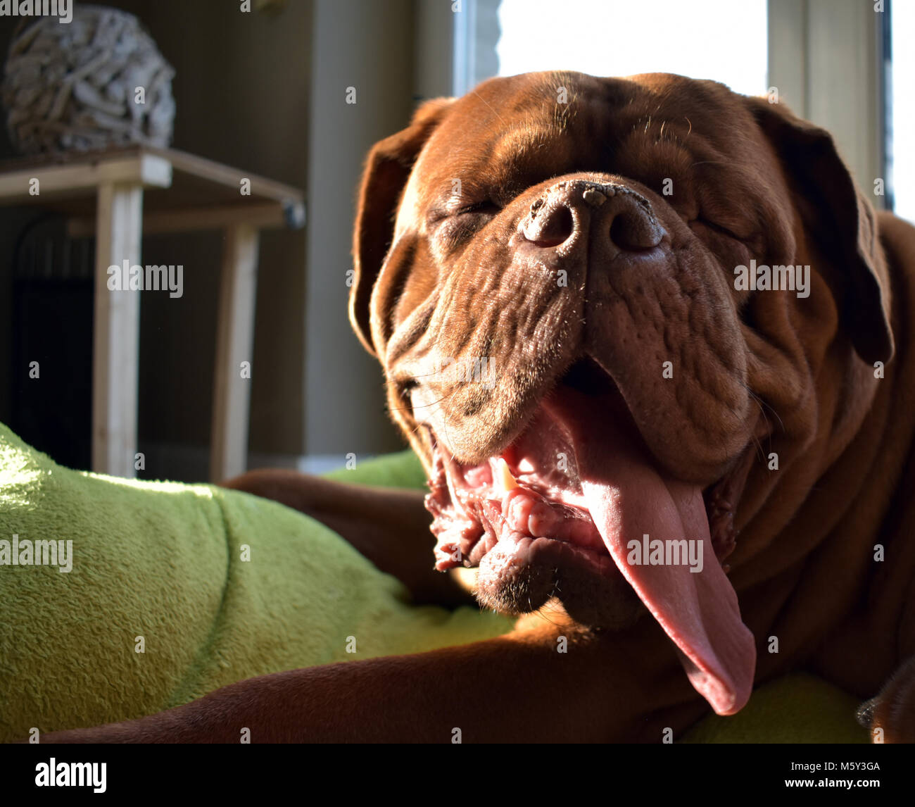 Il Dogue de Bordeaux ci mostra quanto la linguetta si inserisce in un solo cane Foto Stock