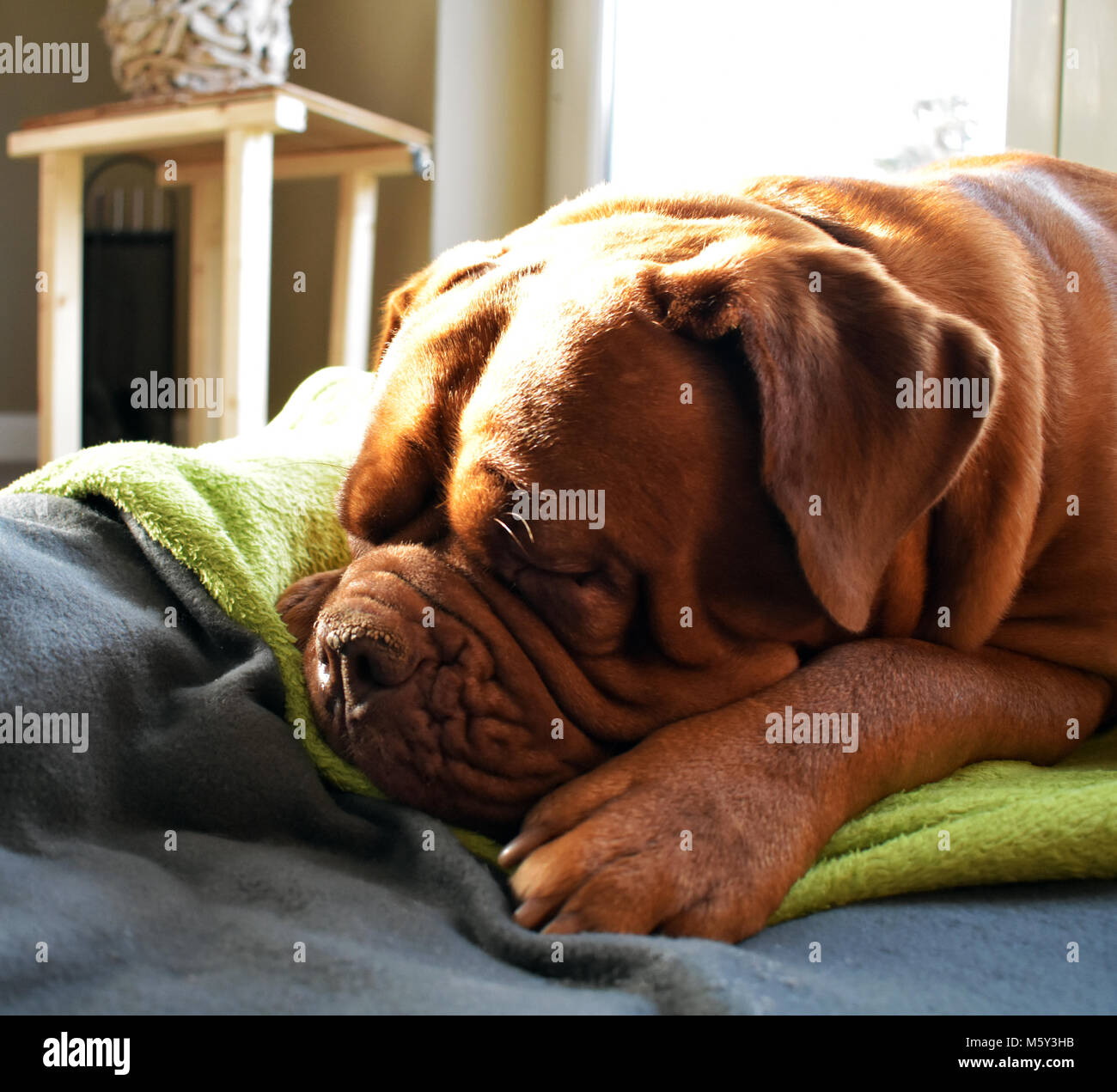 Dogue de Bordeaux potevano dormire tutto il giorno al sole. Foto Stock