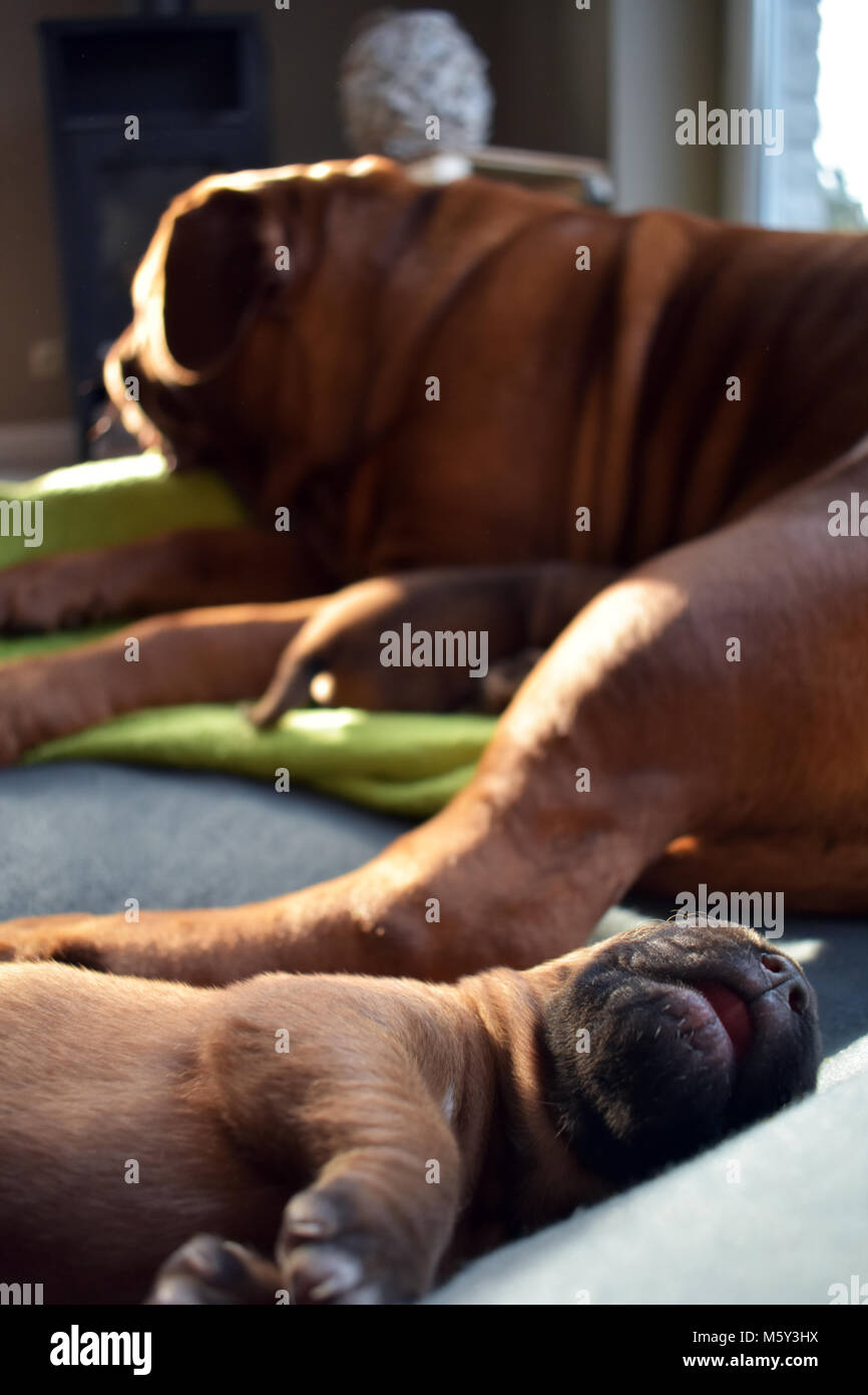 Uno è bere - si dorme con la bocca aperta Foto Stock