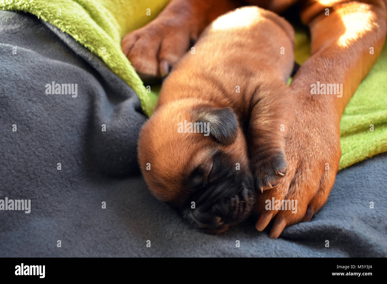Welpe schläft Foto Stock