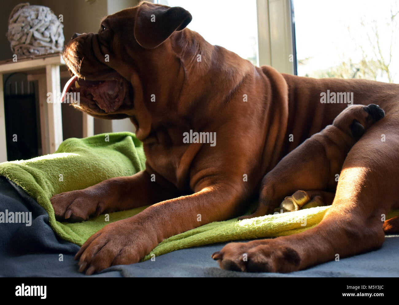 Questo giovane cucciolo è cuddling vicino a mamma Foto Stock