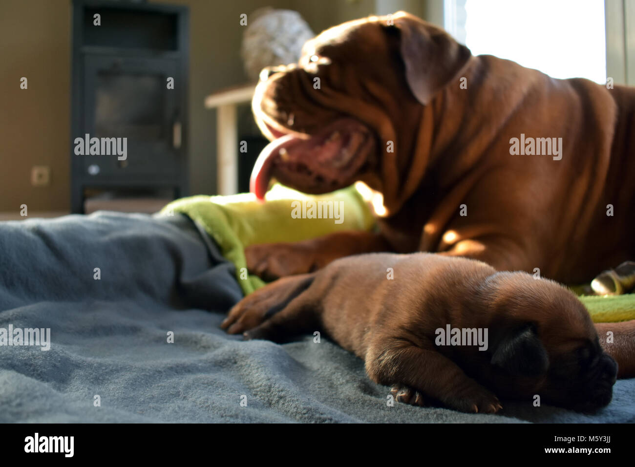 Welpe schläft Foto Stock