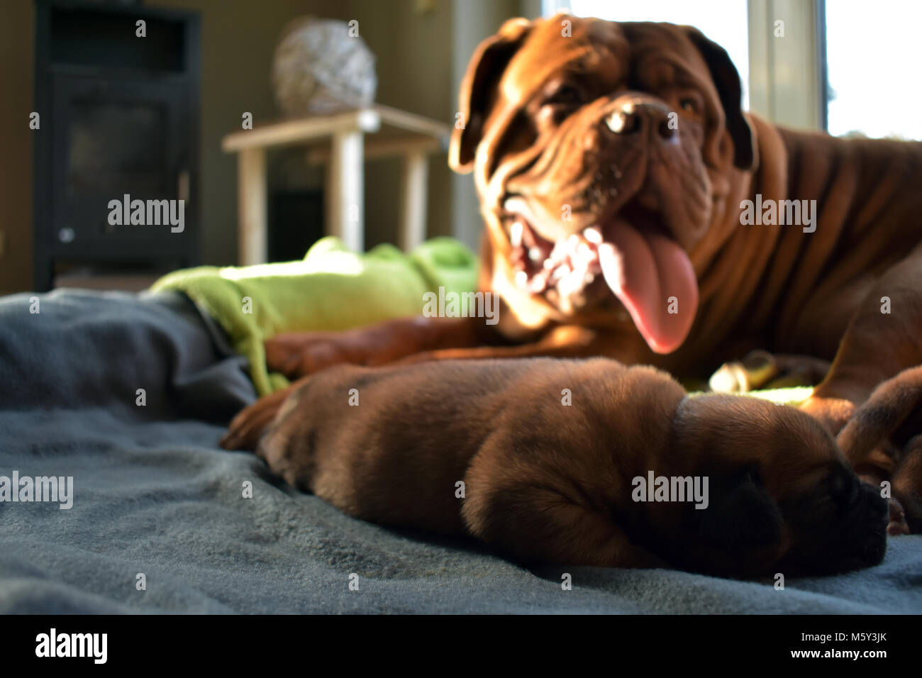 Welpe schläft Foto Stock