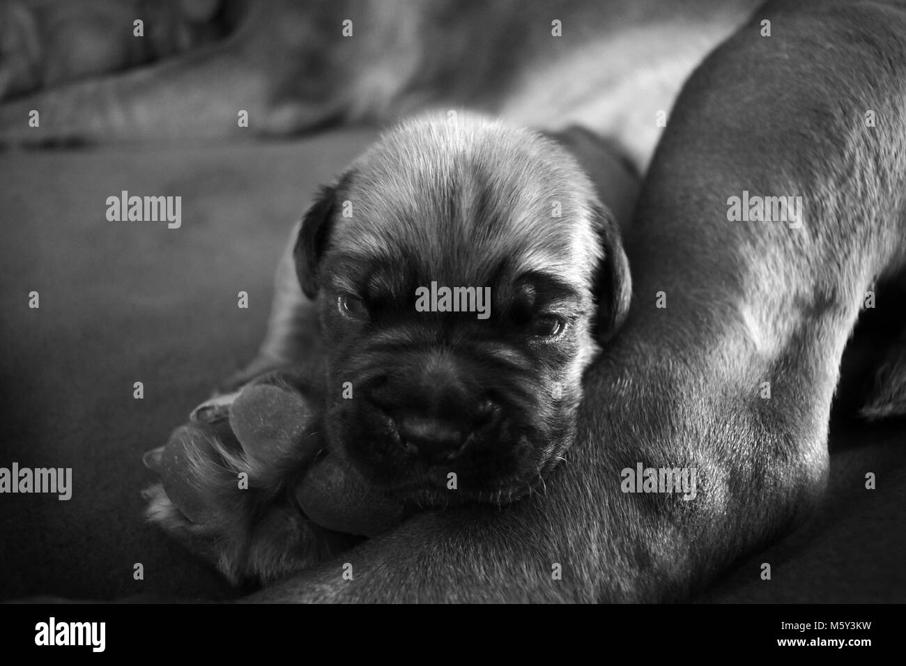 Welpe mit Mutter Foto Stock