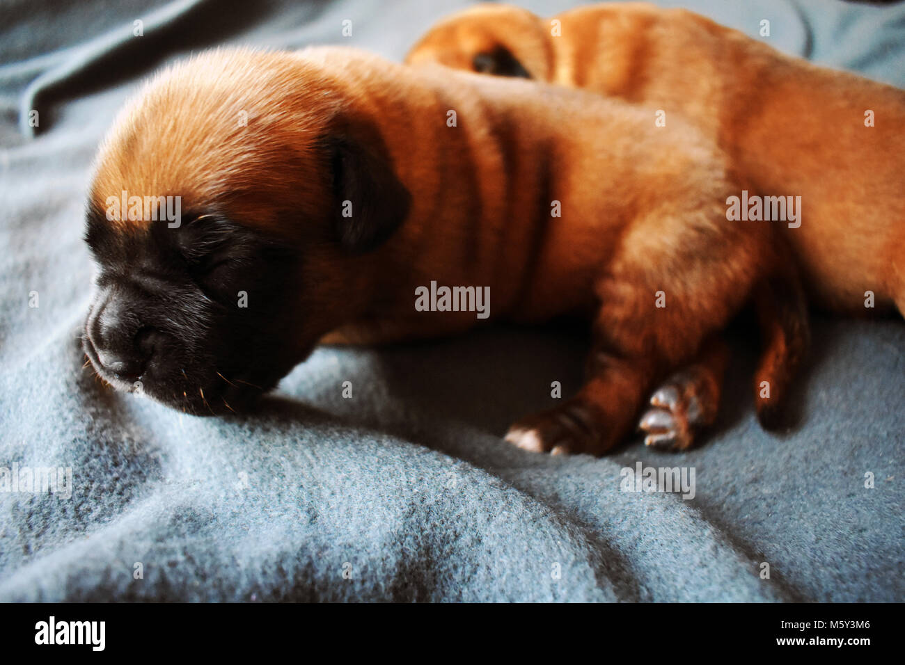 Welpen im Korb Foto Stock