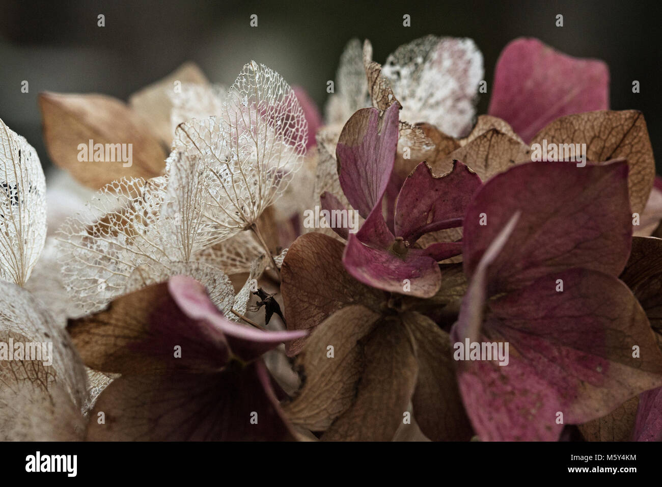 La testa di fiore morente di un cespuglio di Hydrangea mentre l'autunno si apre rivelando una struttura scheletrica come il colore si sbiad. Foto Stock