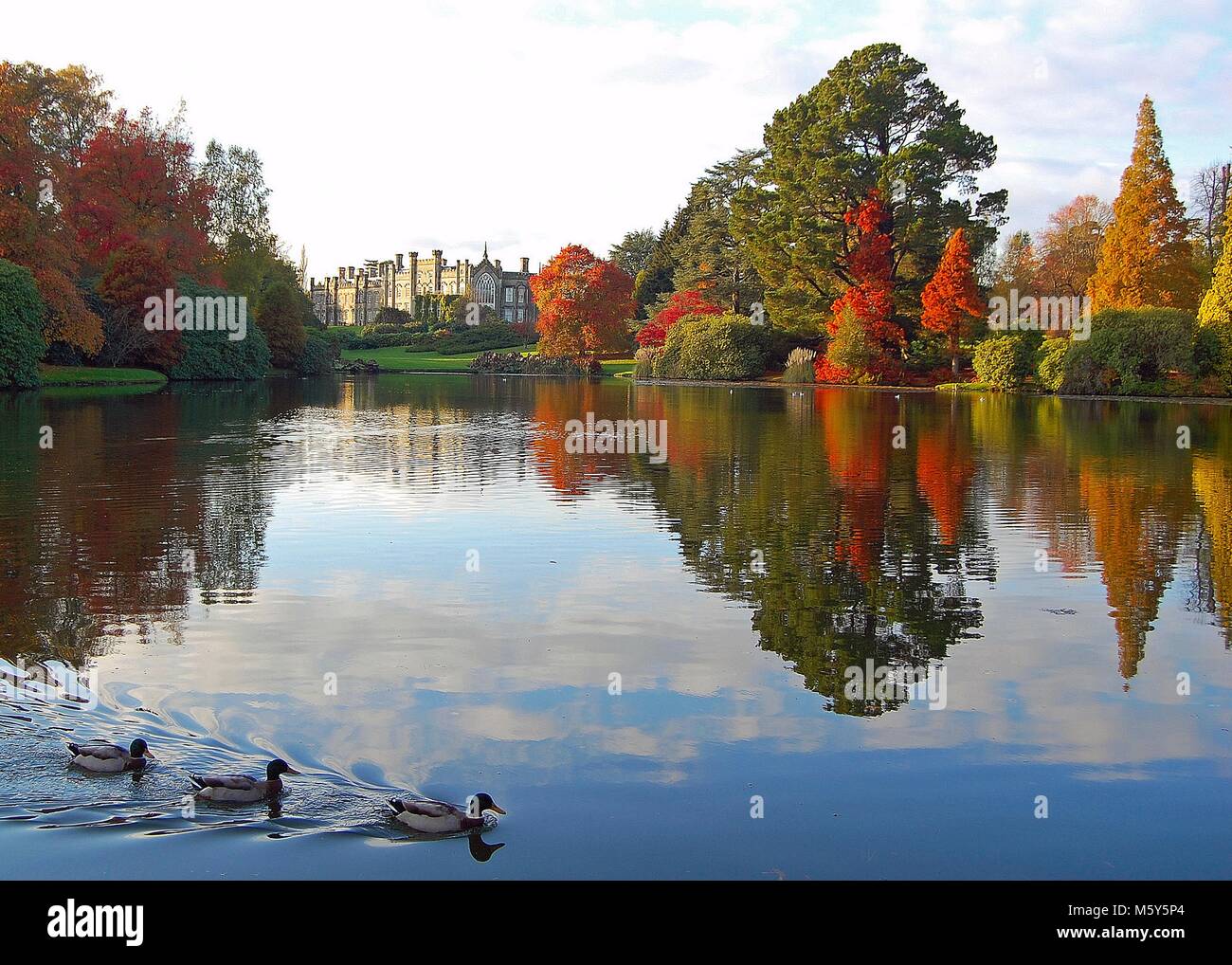 Lago con alberi di colore autunnale e perfetto riflesso. Anatre che nuotano in primo piano e edificio dietro. Sheffield Park and Gardens, East Sussex Foto Stock