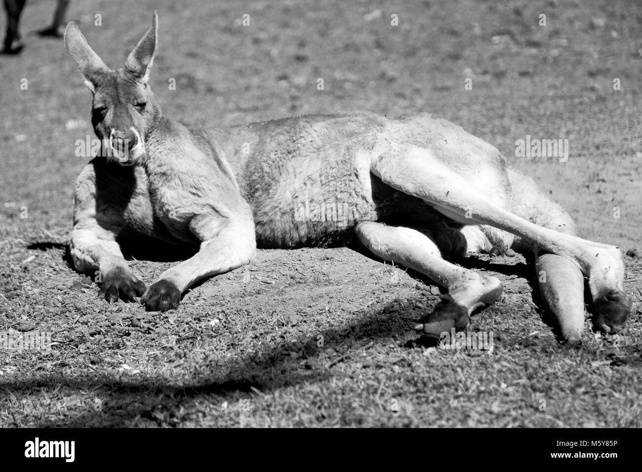 In Australia natuarl park close up kangaroo vicino a boccola Foto Stock