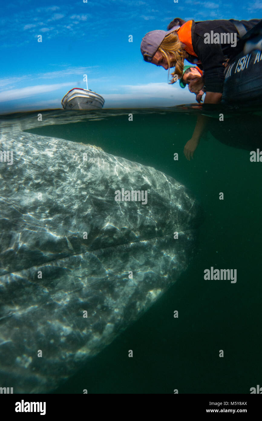 Una balena grigia si avvicina ad una piccola barca dove la natura e i turisti sono in grado di toccare la balena nella baia di Magdalena, Baja California Sur, Messico Foto Stock