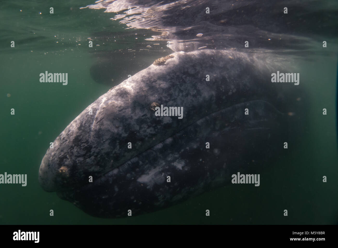 Una curiosa balena grigia si avvicinò a turisti in piccole imbarcazioni nella baia di Magdalena, Baja California Sur, Messico Foto Stock