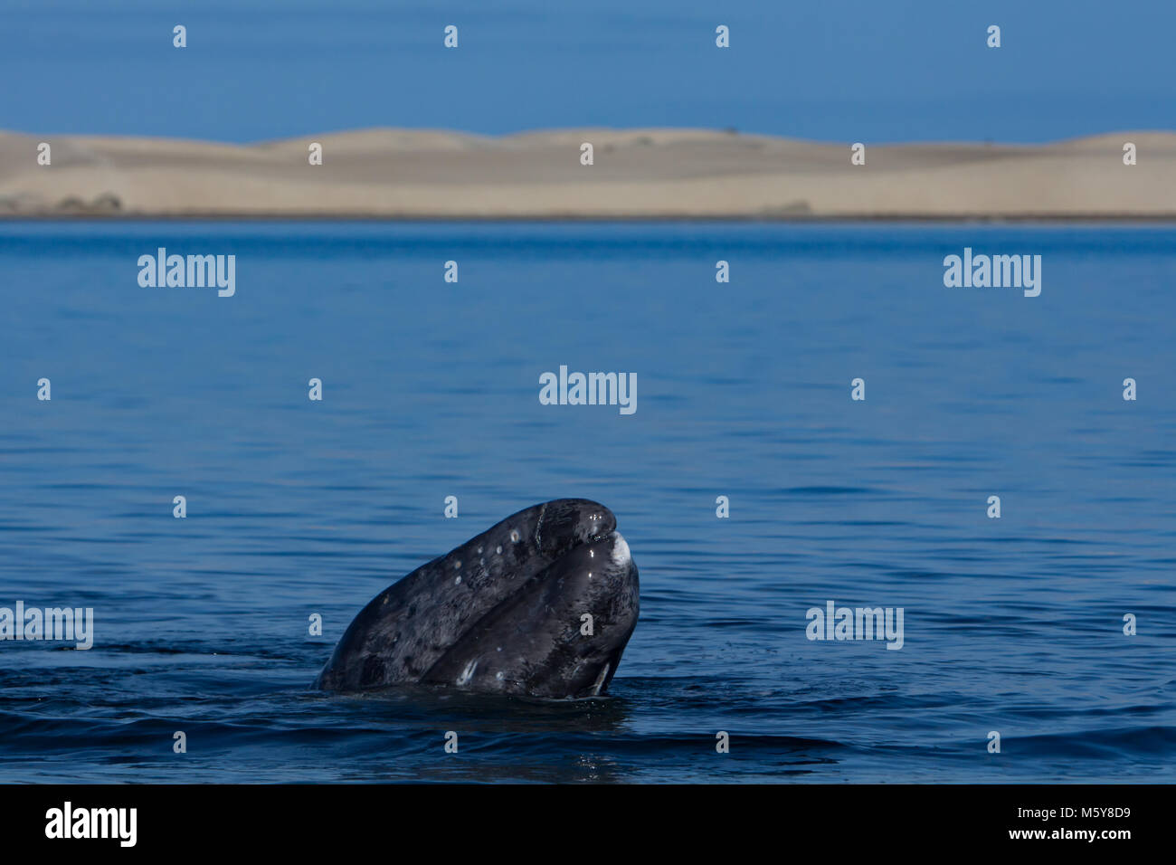 Una balena grigia spy di vitello il luppolo o solleva la sua testa fuori dall'acqua nella baia di Magdalena, Baja, Messico Foto Stock