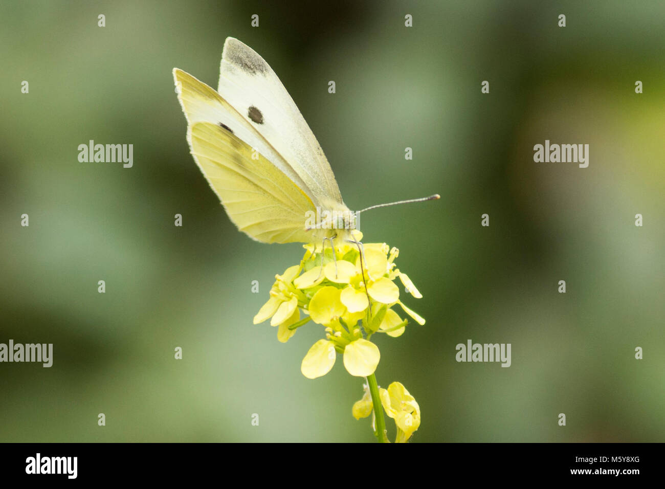 Butterfly. Farfalla sulla senape; proboscus è visibile. Foto Stock