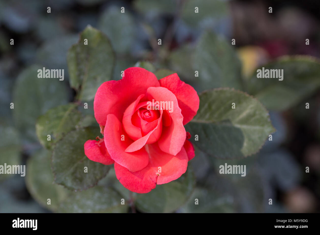 Macro di rosa rossa Foto Stock
