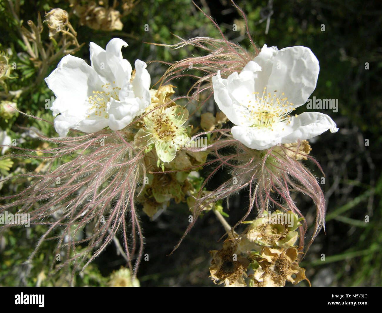 Paradoxia Fallugia (Apache pennacchio). Foto Stock
