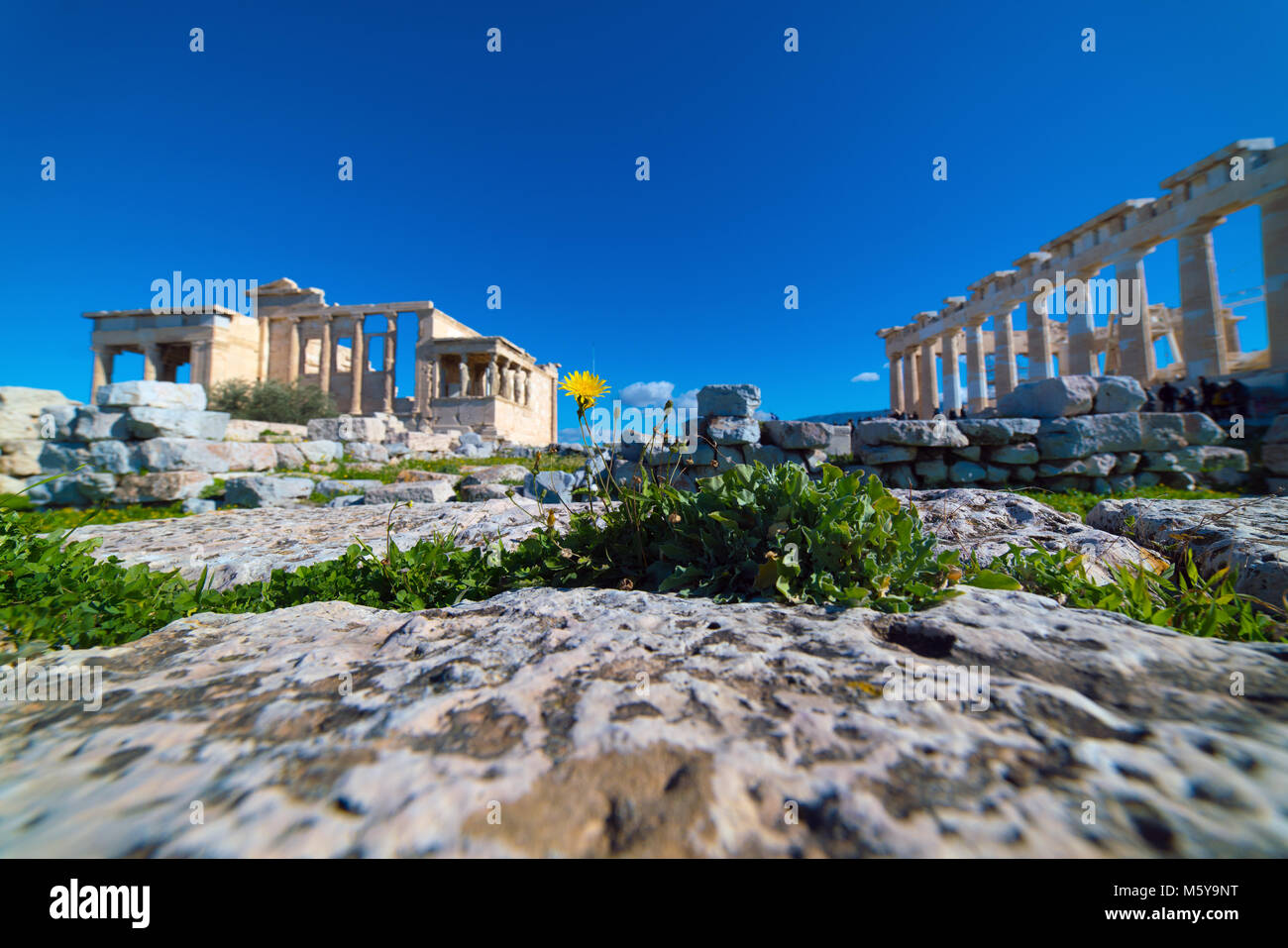 Selvaggio fiore all'interno delle antiche rocce del Partenone Acropoli di Atene luogo archeologico Foto Stock