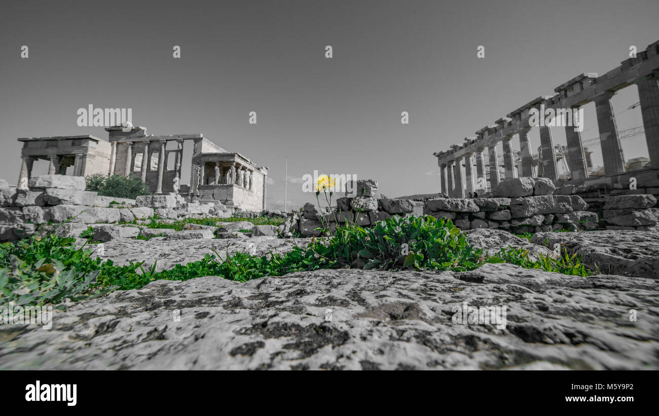 Selvaggio fiore all'interno delle antiche rocce del Partenone Acropoli di Atene luogo archeologico, dissaturato Foto Stock