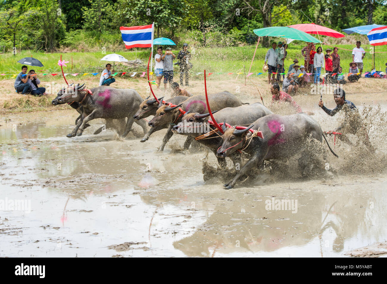 Chonburi, Tailandia - 16 Luglio 2017: Buffaloes racing sul riso fattoria, l'evento annuale in Chonburi, Thailandia Foto Stock
