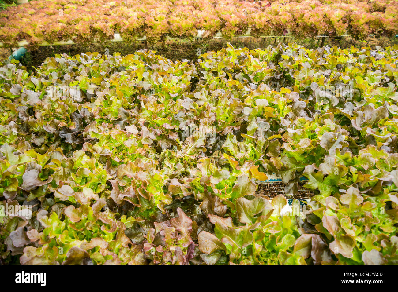 Hydroponics farm vegetali per la salute nelle zone rurali della Thailandia Foto Stock