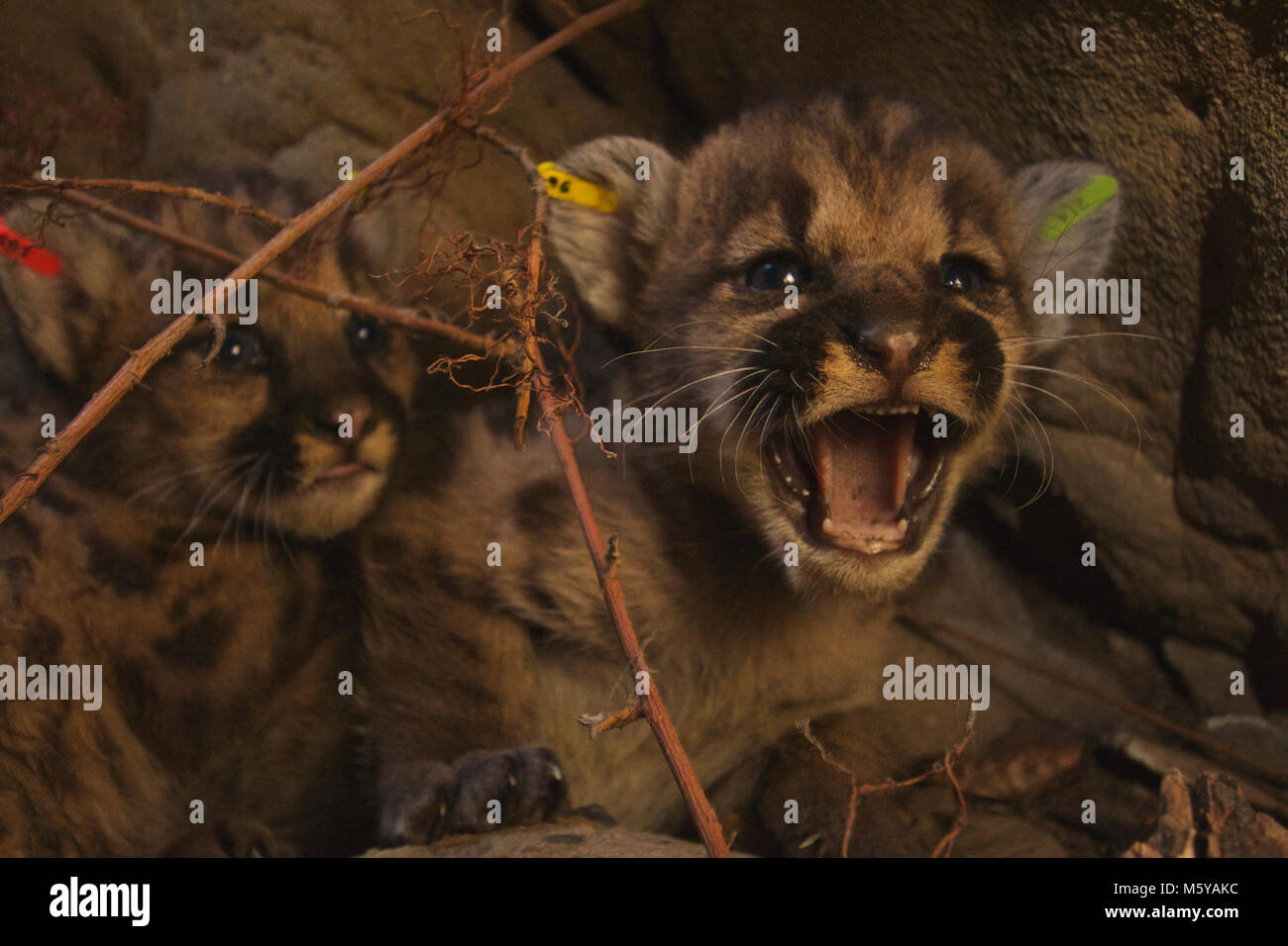 P-50, P-5 e P-52 figliata. National Park Service i ricercatori hanno scoperto due cucciolate di mountain lion gattini nella parte orientale di Santa Susana montagne nel giugno 2016. Un totale di cinque gattini, tre femmine e due maschi, eartagged erano e sono tornati alle loro rispettive tane nelle pagine precedenti di questo mese. P-50 (maschio), P-51 (femmina), e P-52 (maschio) sono nati a P-39. P-38 è sospettato di essere il padre. Foto Stock