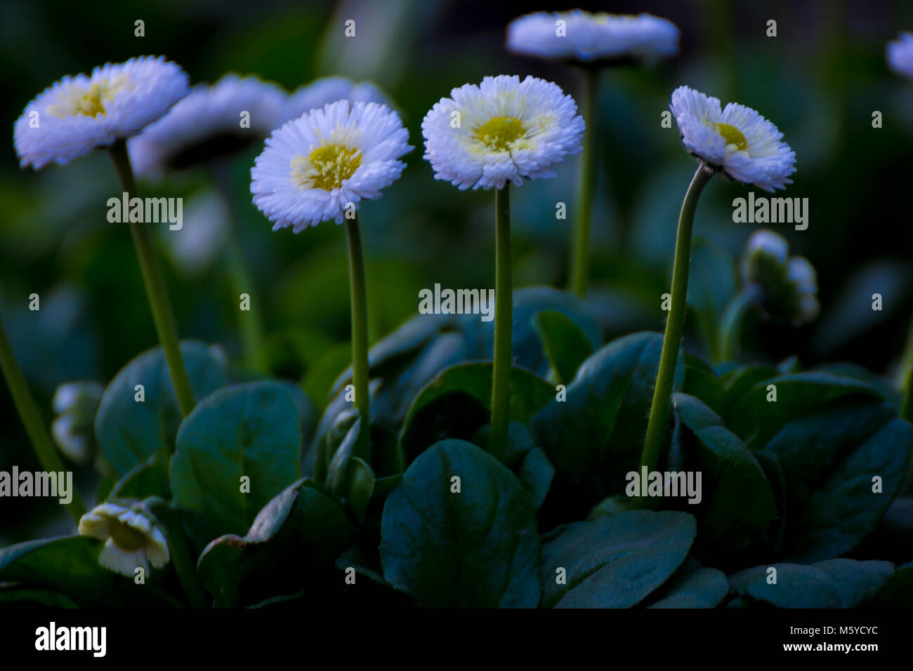 Gambo lungo bianco fiori a margherita Foto Stock