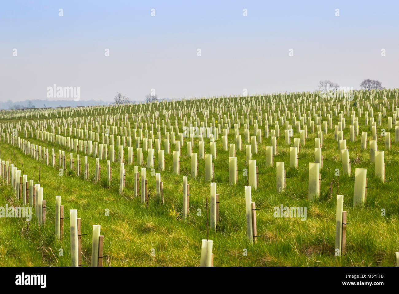 Una piantagione di alberi regime in foresta nazionale. Foto Stock