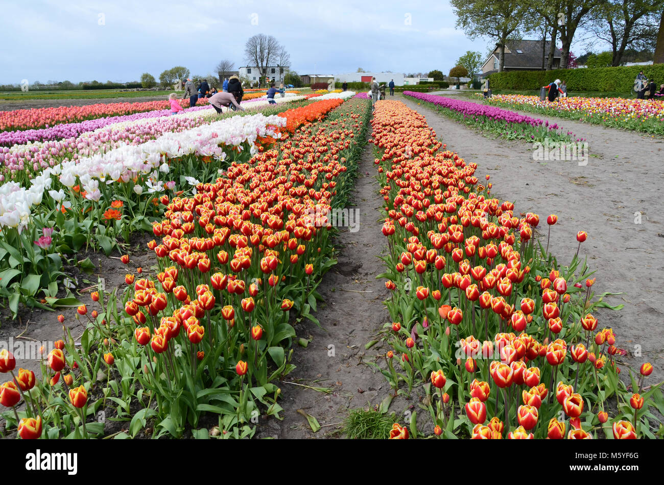 Lisse, Paesi Bassi - 22 Marzo 2017: Le famiglie raccolgono i tulipani vicino a Lisse nei Paesi Bassi durante la primavera Foto Stock
