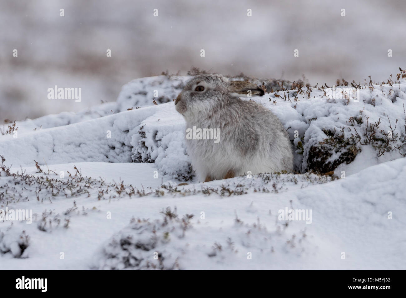 Mountain lepre (Lepus timidus) seduta al riparo sotto la neve. Foto Stock