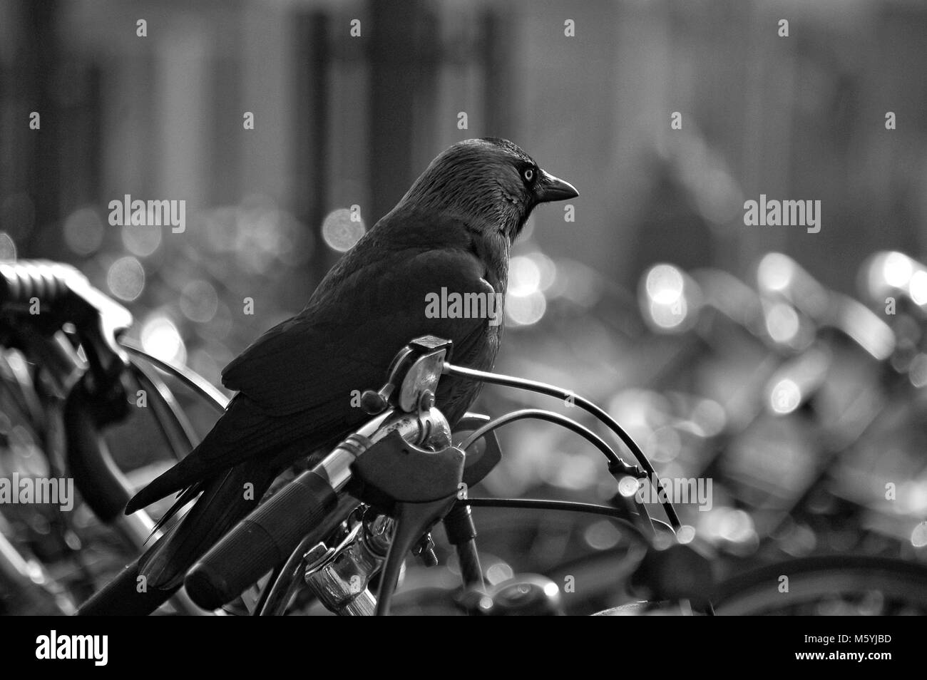 Un corvo sulla sommità del manubrio di una bicicletta Foto Stock