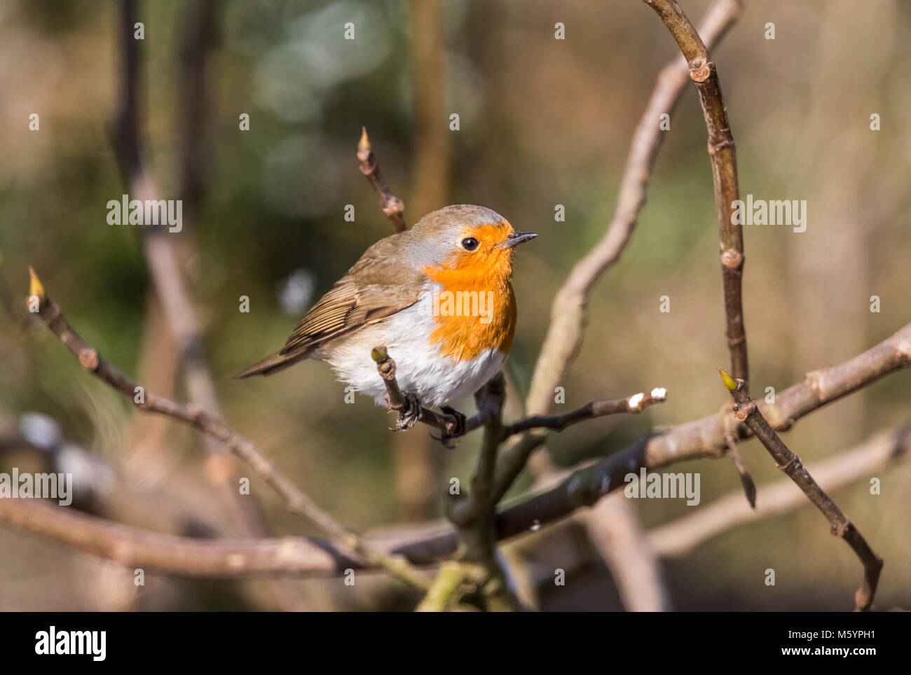 Robin in un wildlife friendly Gloucestershire giardino d'inverno. Importante per alimentare gli uccelli una volta che il tempo è davvero pessimo. Gli uccelli del Regno Unito. Foto Stock