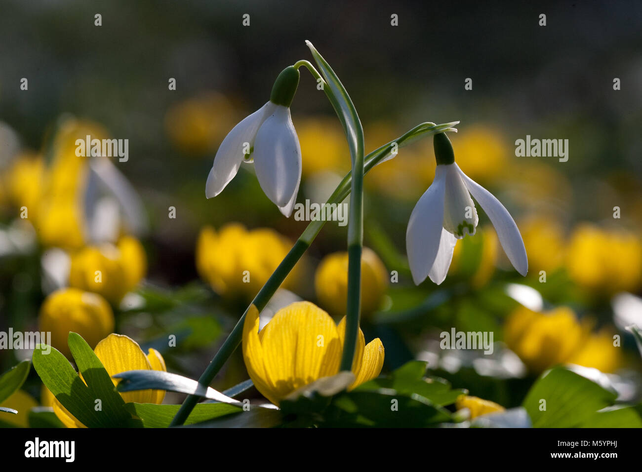 Snowdrops e Aconitum Foto Stock