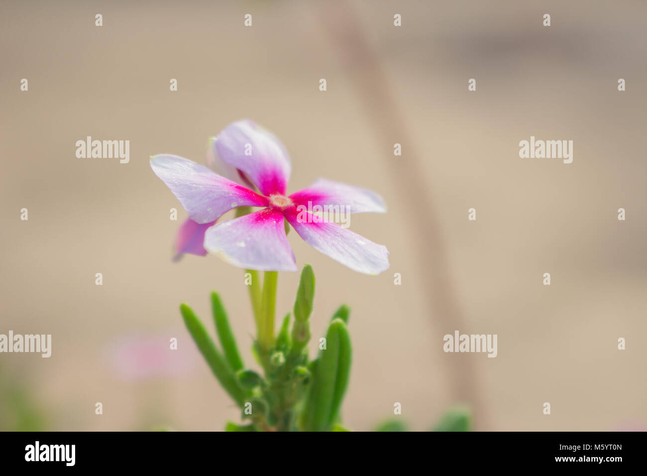 Lonely flower Foto Stock