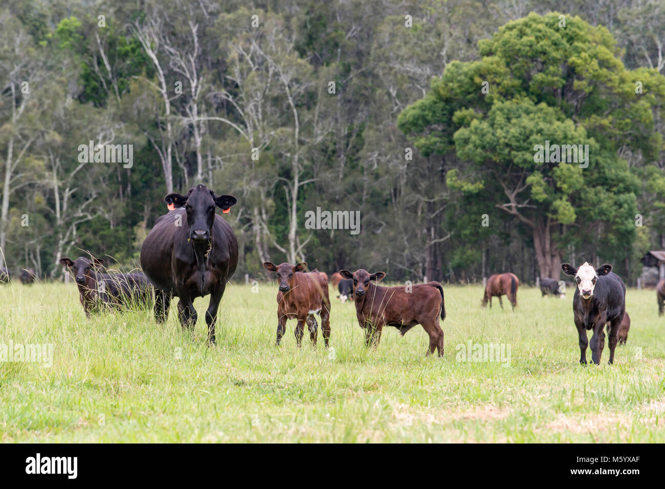 Il Black Angus e Santa Gertrudis bovini da carne in una fattoria nel nord del NSW, Australia Foto Stock