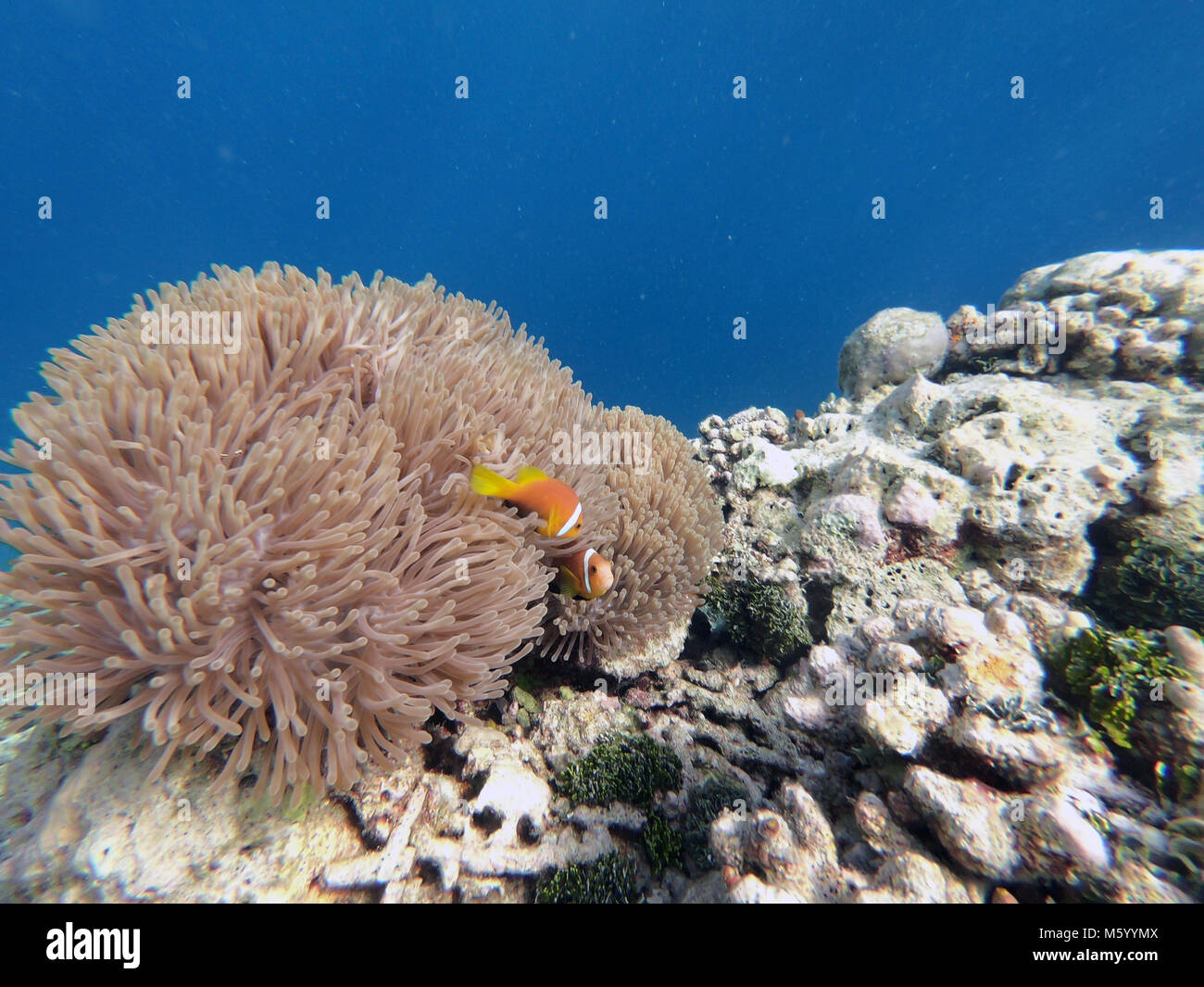 Amphiprion nigripes (Maldive anemonefish o blackfinned anemonefish). La vita marina, pesce, Coral reef delle Maldive, Oceano Pacifico. Ambiente naturale, n Foto Stock