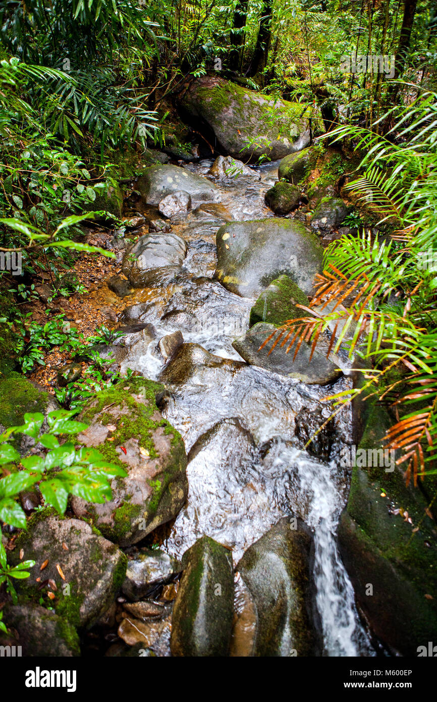 Bellissima foresta pluviale tropicale flusso nella giungla del Borneo / Malesia vicino alla famosa nei pressi del Monte Kinabalu Foto Stock