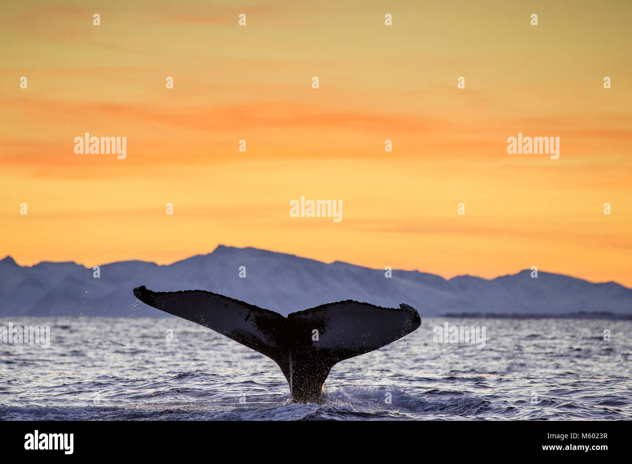 Fluke di Humpback Whale, Megaptera novaeangliae, Andfjorden, Andoya Isola, Norvegia Foto Stock