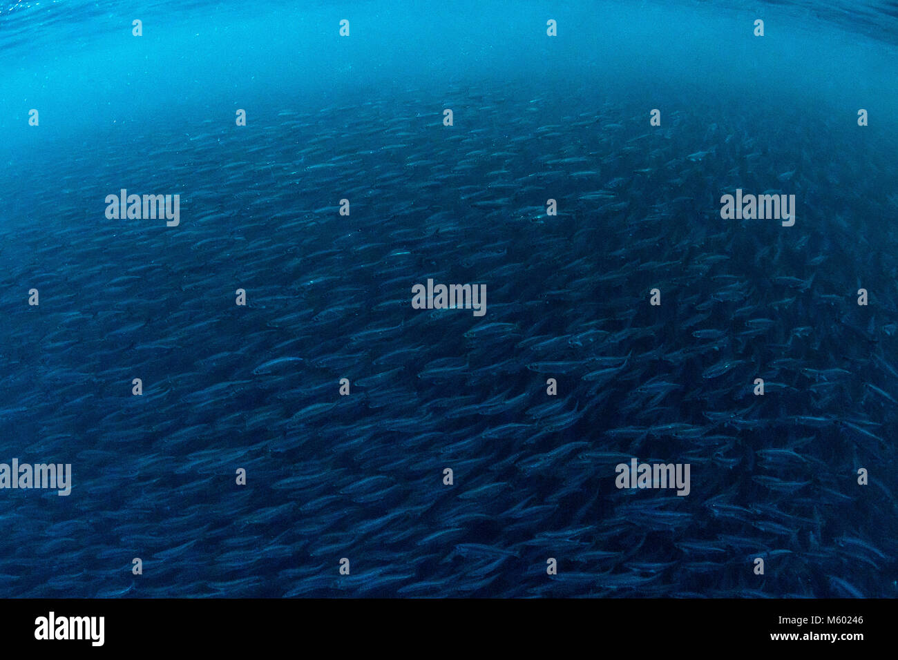 Baitball di Aringa Clupea harengus, Andfjorden, Andoya Isola, Norvegia Foto Stock